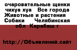 очаровательные щенки чихуа-хуа - Все города Животные и растения » Собаки   . Челябинская обл.,Карабаш г.